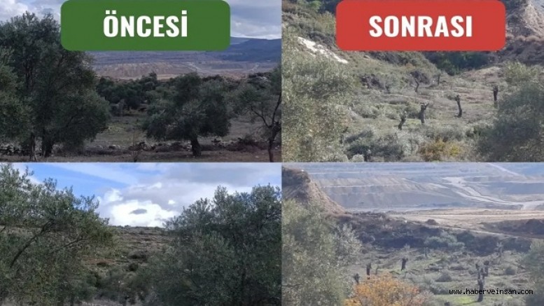 AKBELEN’DE ZEYTİN TALANI, DEVAM EDİYOR!