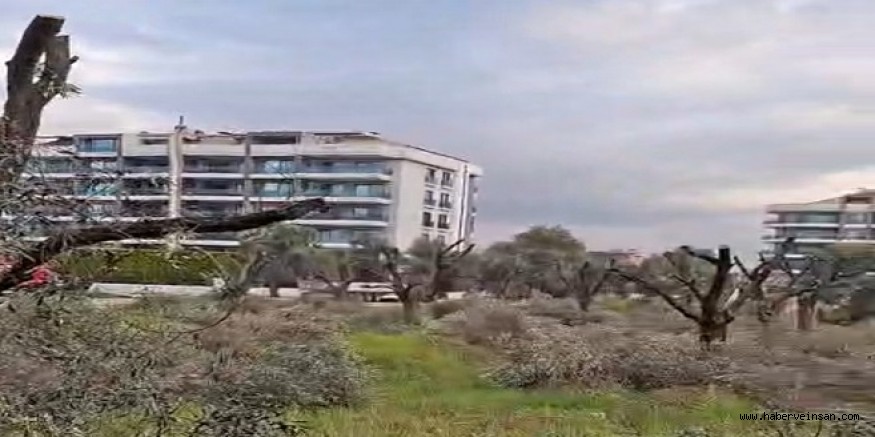 Cumhuriyet Mahallesi'nde Zeytinler, İnşaat Nedeniyle Başka Yere Taşınacak