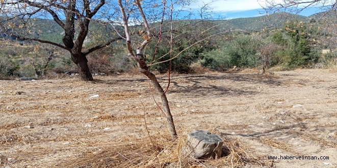 Datça Bademinin “Rekabetten” Daha Büyük ve Önemli Sorunları Var! (5)