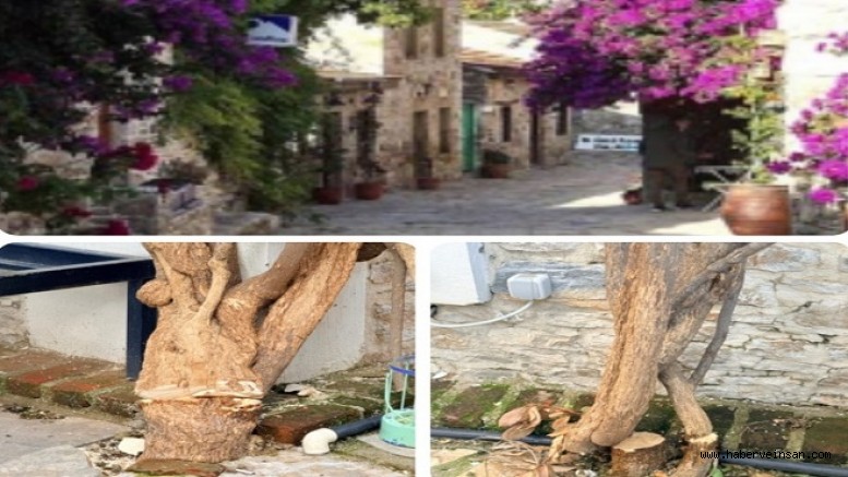 Datça Belediyesi: Begonvilin Kesimi ile İlgimiz Yoktur!