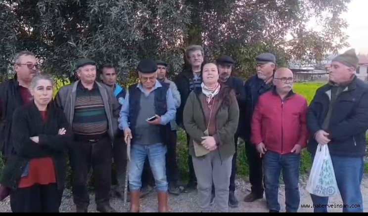 İkizköy’de Zeytin Talanı, Kıyım Vahşeti!