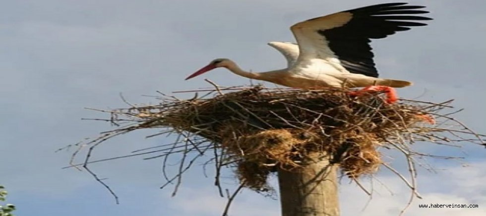 Büyükşehir’den Leylekler İçin Güvenli Yuva