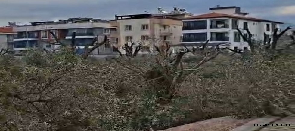 Cumhuriyet Mahallesi'nde Zeytinler, İnşaat Nedeniyle Başka Yere Taşınacak