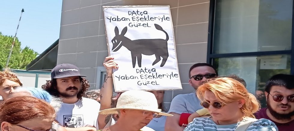 Datça'da Doğaya Bırakılmış Eşekleri Toplatma Kararı, Sert Tepkilere Yol Açtı!