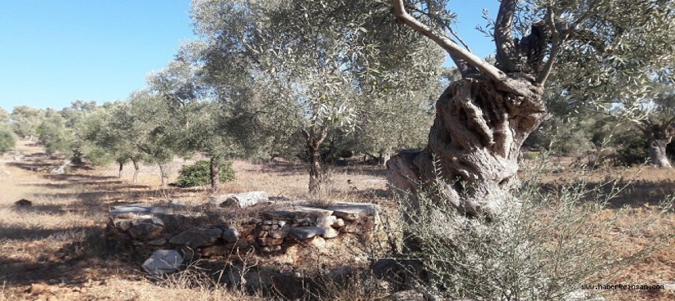 Gün, maden uğruna zeytinlerin talan edilmesine karşı durma zamanı!