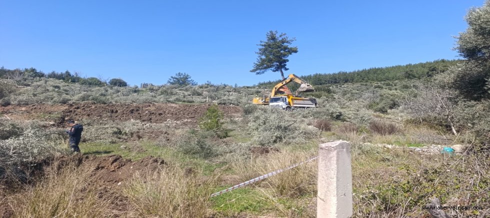 İkizköy’de Zeytin Talanı, Kıyım Vahşeti!