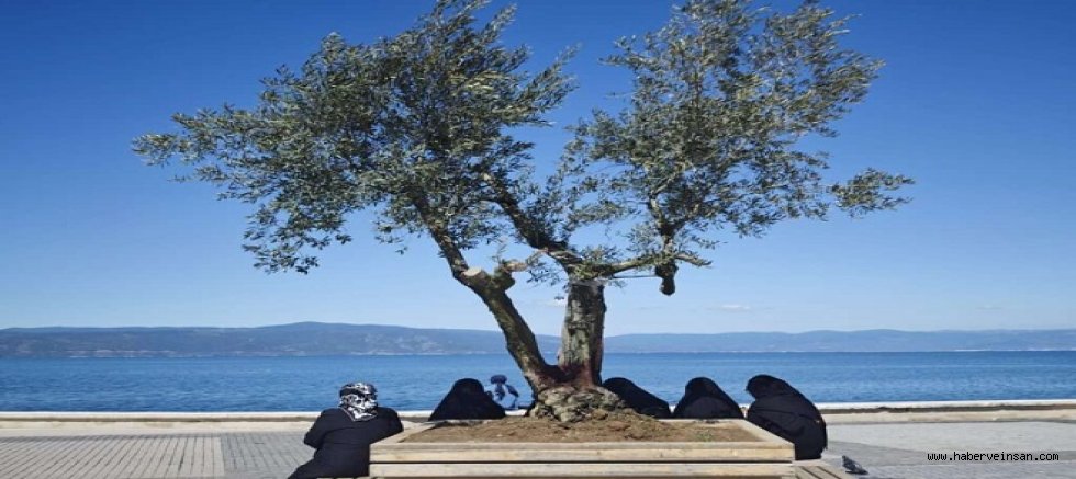 Zeytin Ağaçlarının Zorunlu Göçü!