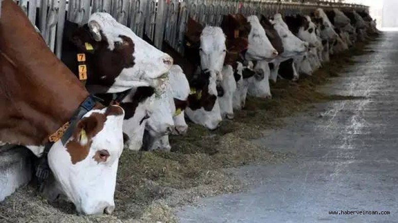 Milas İlçe Tarım Müdürlüğünün Şap Hastalığı İddialarına Karşı Açıklaması