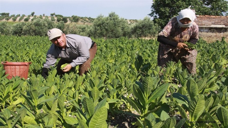 Milas’ta Tütün Tarımının Tarihçesi