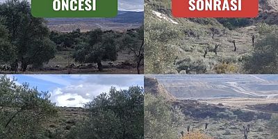 AKBELEN’DE ZEYTİN TALANI, DEVAM EDİYOR!