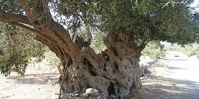 asırlık