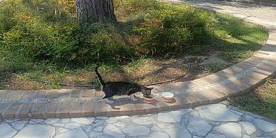 Belediye Gıda Şirketinin, İşlettiği Parklarda Yaşayan Can Dostlar İçin Duyarlılığı!