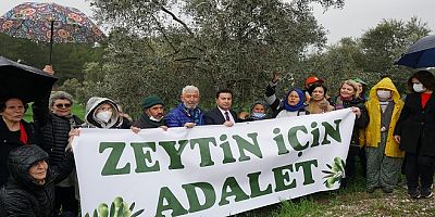 Bodrum Belediyesi, Zeytinlik Düzenlemesinin İptali İçin Danıştay’a Başvurdu