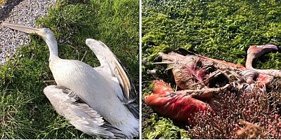 Boğaziçi/Bargilya Tuzla Lagünü’nde Flamingo ve Pelikan Ölümleri…