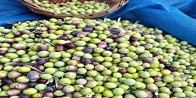 BU YIL 1 KG ZEYTİN VE ZEYTİNYAĞI FİYATI NE OLMALIDIR?
