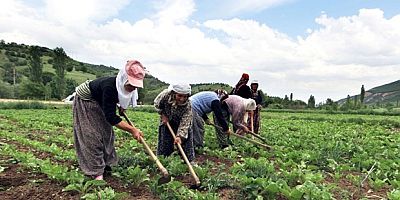 Çiftçi Örgütlenmeleri ve Tarımsal Planlama