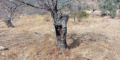 Datça Bademinin “Rekabetten” Daha Büyük ve Önemli Sorunları Var! (4)
