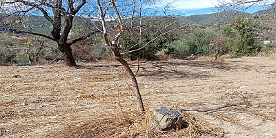Datça Bademinin “Rekabetten” Daha Büyük ve Önemli Sorunları Var! (5)
