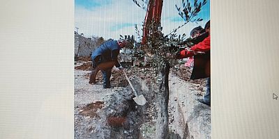 Datça Belediye Meclis Üyeleri Zeytin Ağacı Diktiler