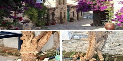 Datça Belediyesi: Begonvilin Kesimi ile İlgimiz Yoktur!