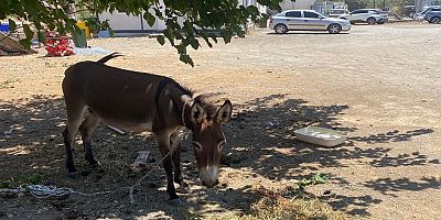 Datça'da Doğaya Bırakılmış Eşekleri Toplatma Kararı, Sert Tepkilere Yol Açtı!