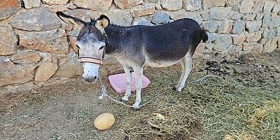 Eşeklerin Sağlığı Yerinde!