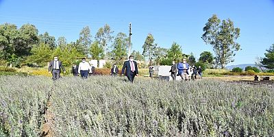 Gökova Orman Fidanlığı, Yılda, 250 Farklı Türde, 6 Milyon Fidan Üretiyor