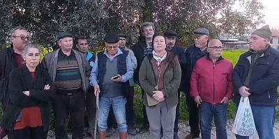 İkizköy’de Zeytin Talanı, Kıyım Vahşeti!