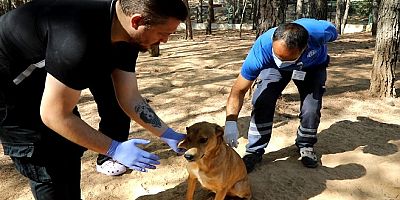 Kampüs İçerisindeki Can Dostlara Bakım