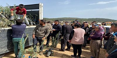 Milas Belediyesinden Köylülere Memecik Zeytin Fidan dağıtımı