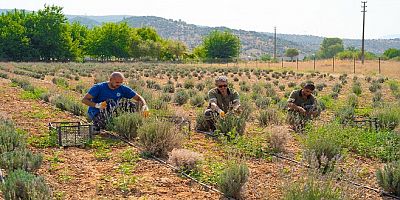 Milas Belediyesinden Lavanta Hasadı