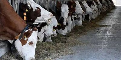 Milas İlçe Tarım Müdürlüğünün Şap Hastalığı İddialarına Karşı Açıklaması