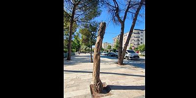 Milas Kent Merkezinde Kuruyan Ağaçlar ve Öneriler!