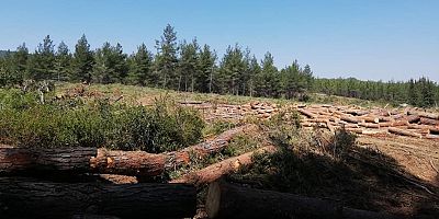 Milas’ta, Yeni Bir Orman Katliamı!
