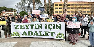 zeytin