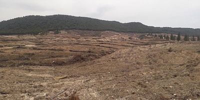 MUÇEP Milas Meclisinin Orman Kıyımına Karşı Açıklaması