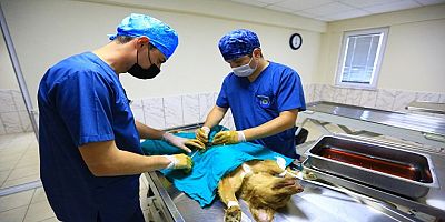 Muğla Büyükşehir, 26 Bin 529 Hayvanı Tedavi Etti