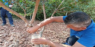 Muğla’da Sakız Ağaçları İçin Protokol: Ekoturizm ve Üretim Desteklenecek