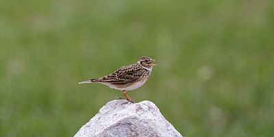 ÖYKÜ / Tarla Kuşunun Kalbi    