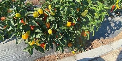 Tohumlar, Üreticilerle Paylaşılıyor