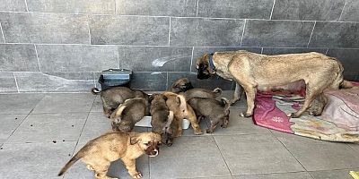 Zamana İhtiyaç Var!