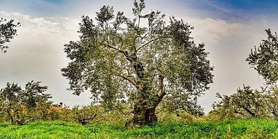 Zeytin Ağacı, Düşmanınızın Bile Kesmeye Kıyamayacağı Güzellikte, Kutsal Bir Ağaçtır