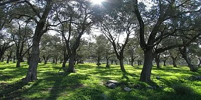 Zeytin İçin, Oda ve Birliklere Açık Mektup