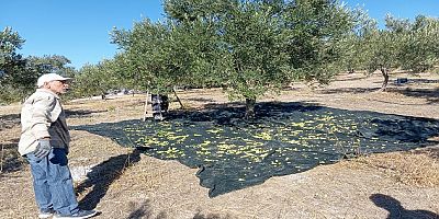 ZEYTİN VE ZEYTİN ÜRETİCİLERİ ÜZERİNE (2)