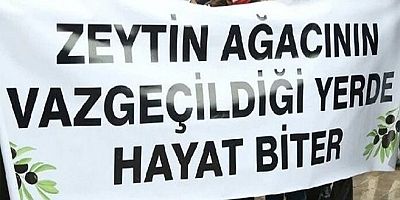 Zeytincilik Yasası İçin Belediyelere ve Odalara Çağrı!