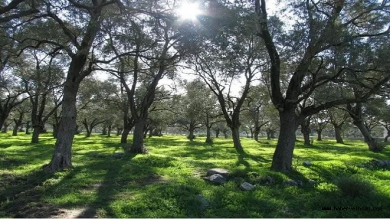 Zeytin İçin, Oda ve Birliklere Açık Mektup